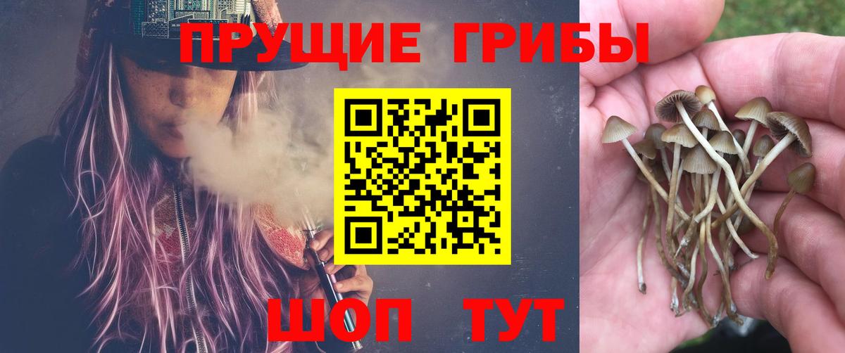 Гусиноозёрск  Псилоцибиновые грибы GOLDEN TEACHER  Вход с VPN 